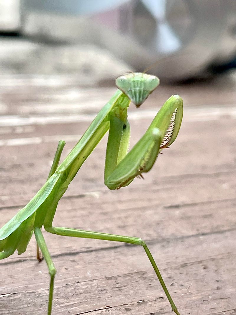 Dense Plants Give Mantises Better Cover