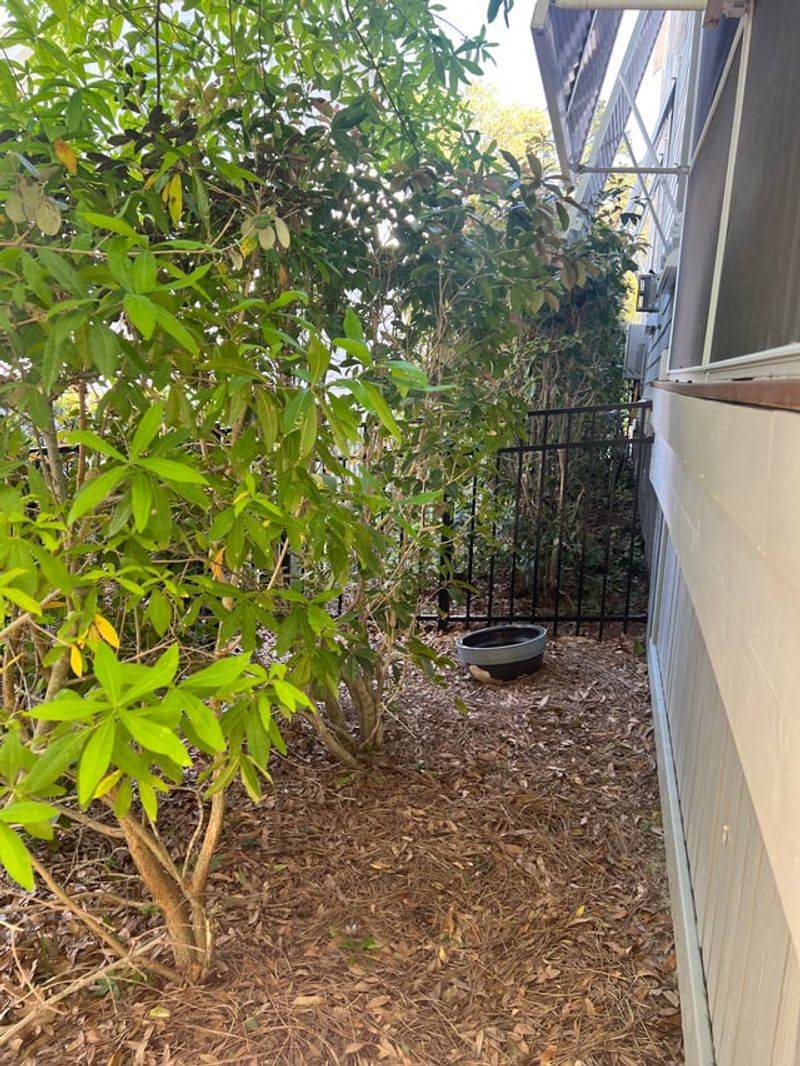 Dense Plants Near Patios Dense Plants Near Patios