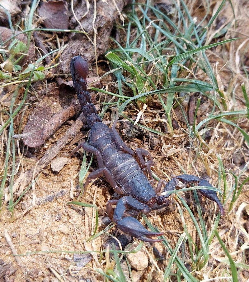 Dense Shrubs Give Scorpions Daytime Shade