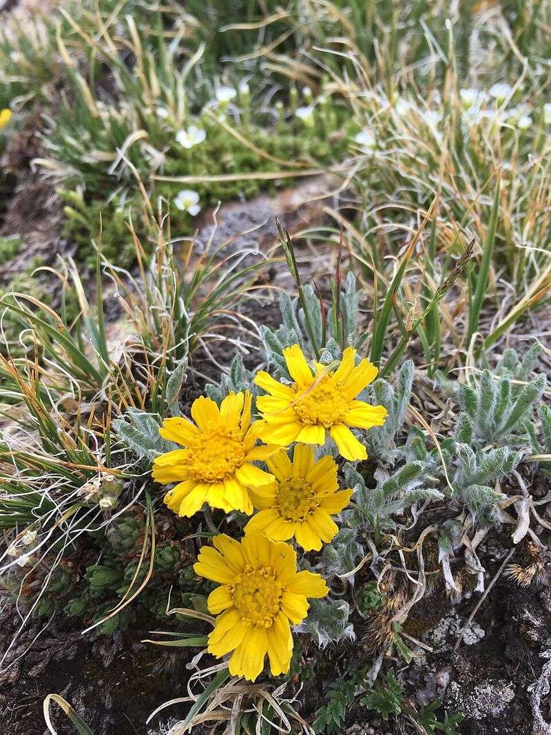Desert Bees Visit These Blooms For Months