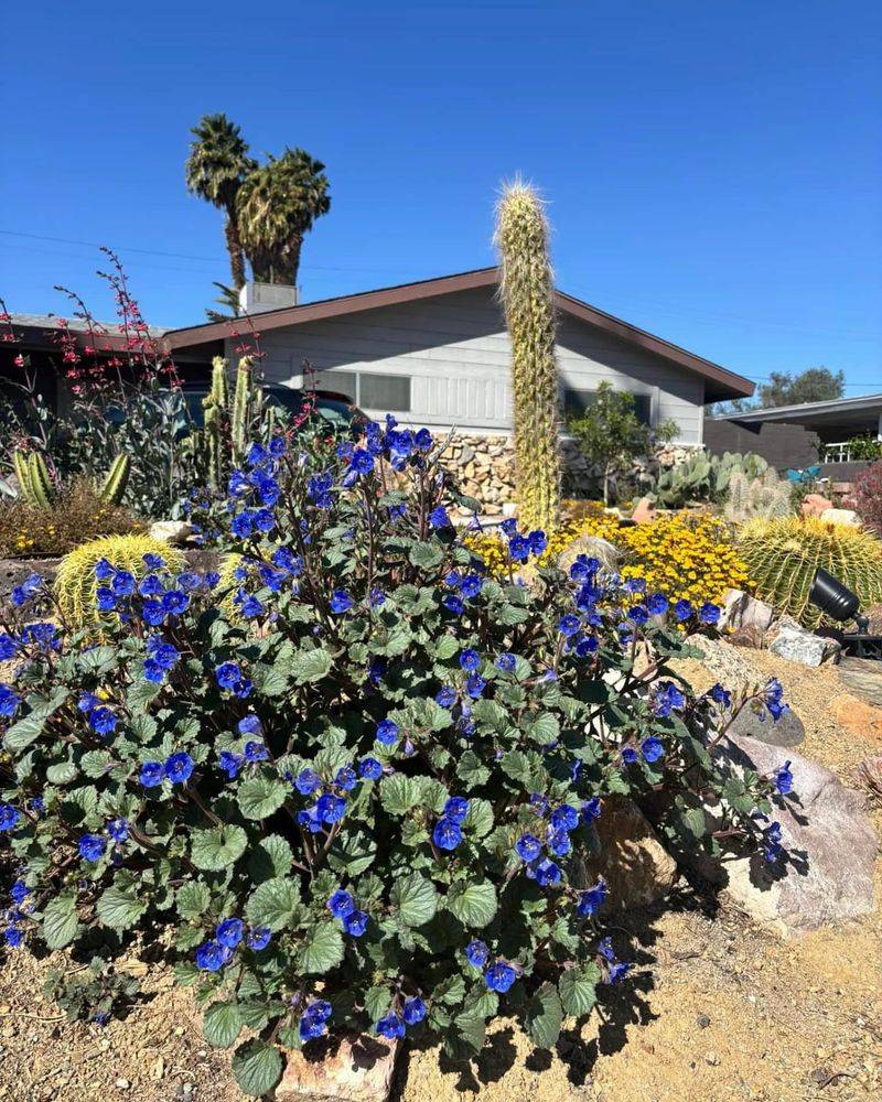 Desert Bluebells Return Following Seasonal Rainfall
