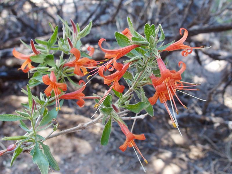 Desert Honeysuckle Blooms Heavily During Late Spring Heat