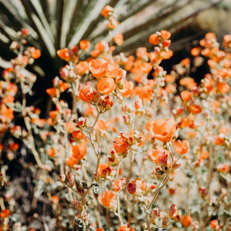 Desert Mallow