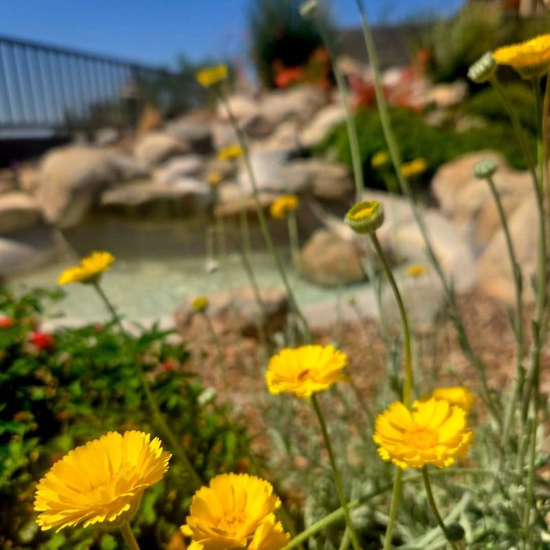 Desert Marigold