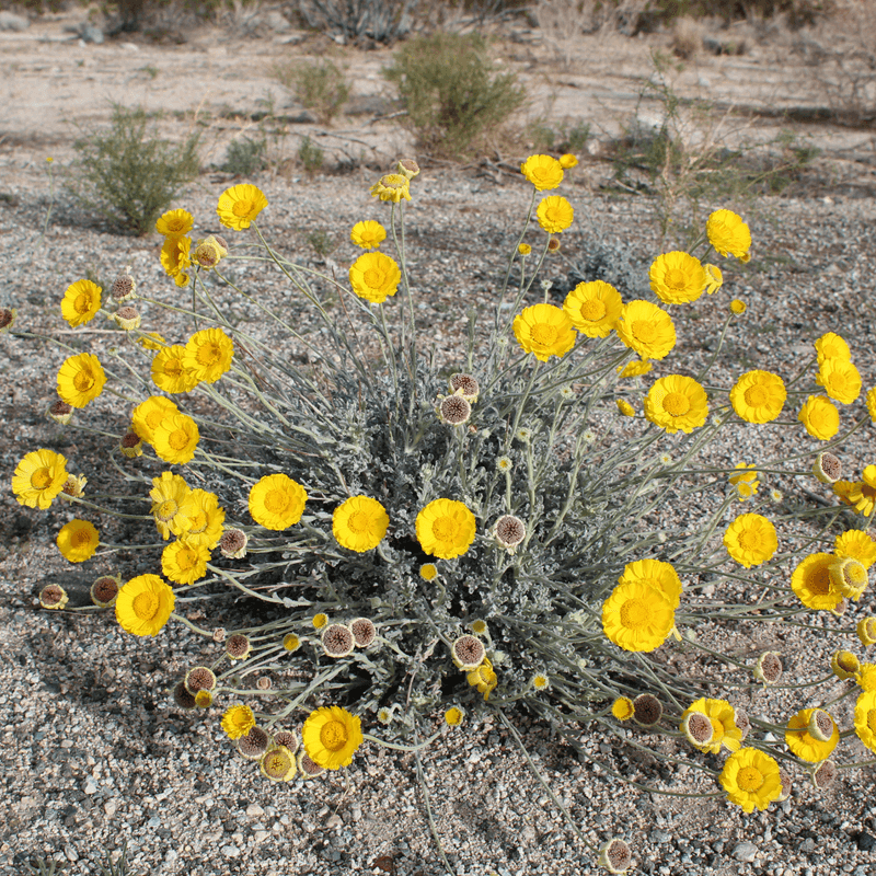 Desert Marigold Brings Sunshine After Spring Blooms Fade