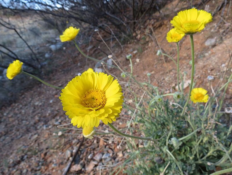 Desert Marigold Returns Even In Rough Dry Locations