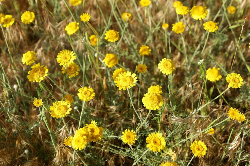 Desert Marigold
