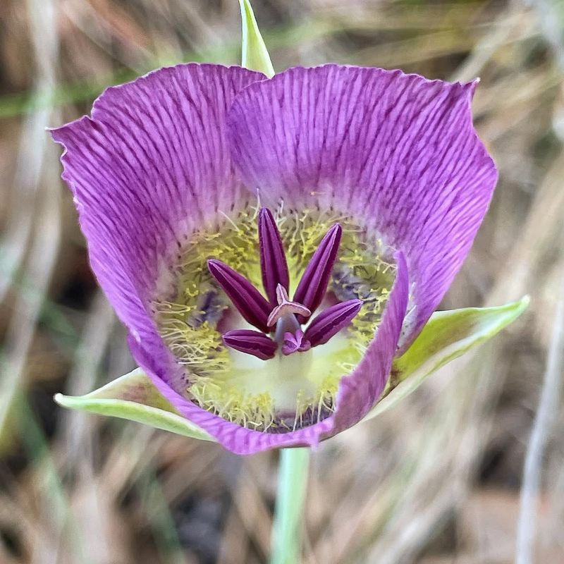 Desert Mariposa Lily Appears Briefly During Spring Bloom Season