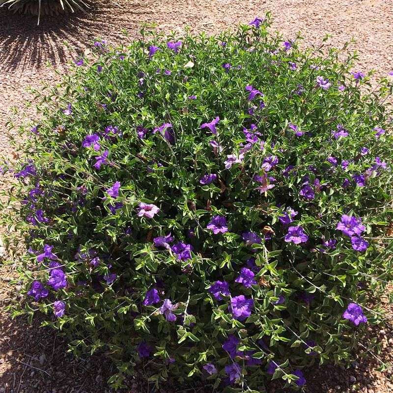 Desert Ruellia Adds Purple Blooms In Sunny Spaces