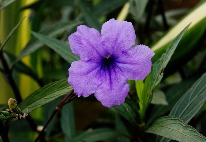 Desert Ruellia Slowly Covers Sunny Open Areas
