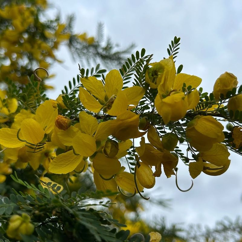 Desert Senna Handles Reflected Heat Without Frequent Watering Desert Senna Handles Reflected Heat Without Frequent Watering