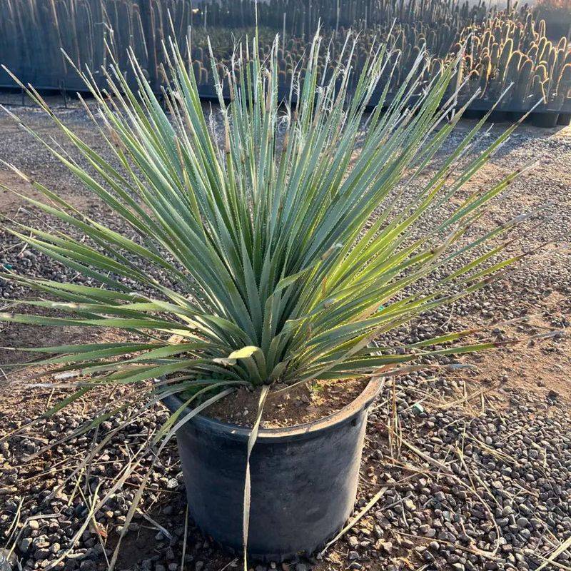 Desert Spoon Endures Dry Conditions For Many Years