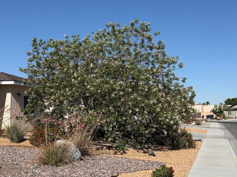 Desert Willow