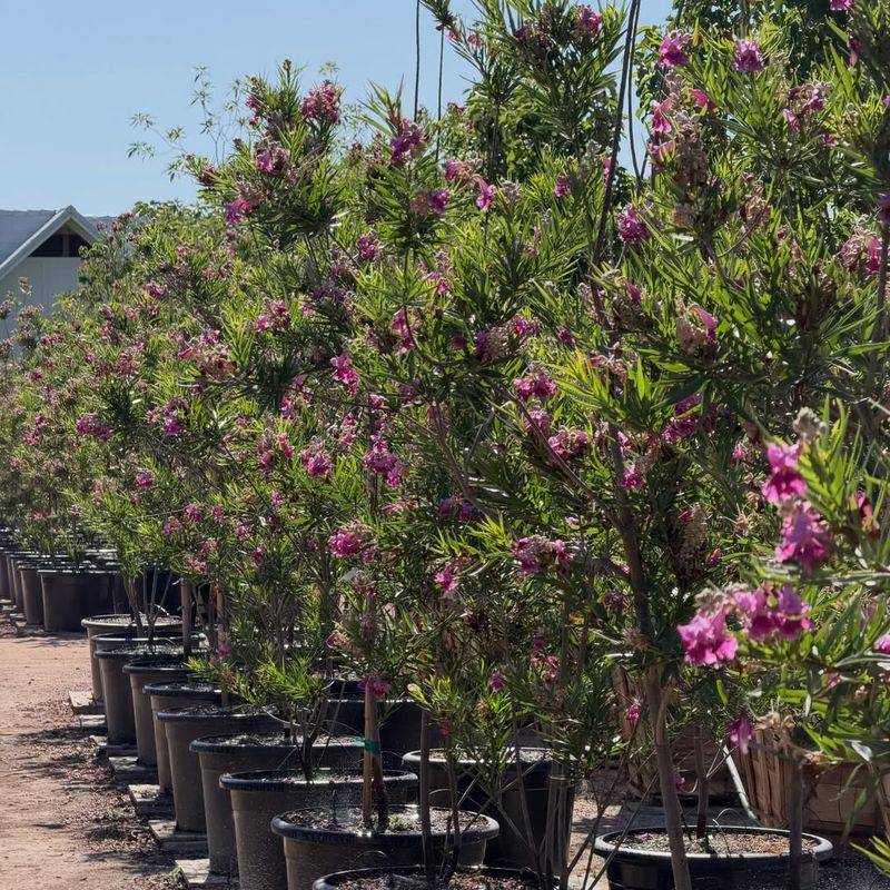 Desert Willow