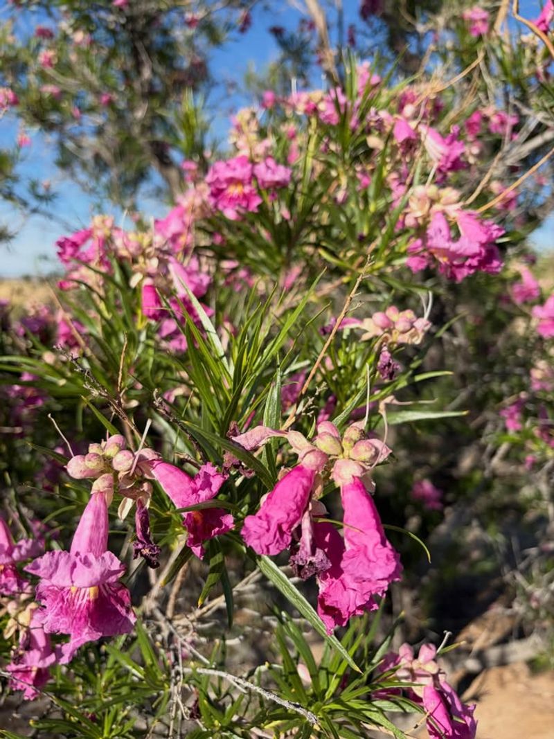 Desert Willow Blooms Beautifully Through Heat Desert Willow Blooms Beautifully Through Heat