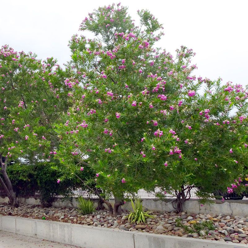 Desert Willow Brings Color Without Feeling Fussy Desert Willow Brings Color Without Feeling Fussy