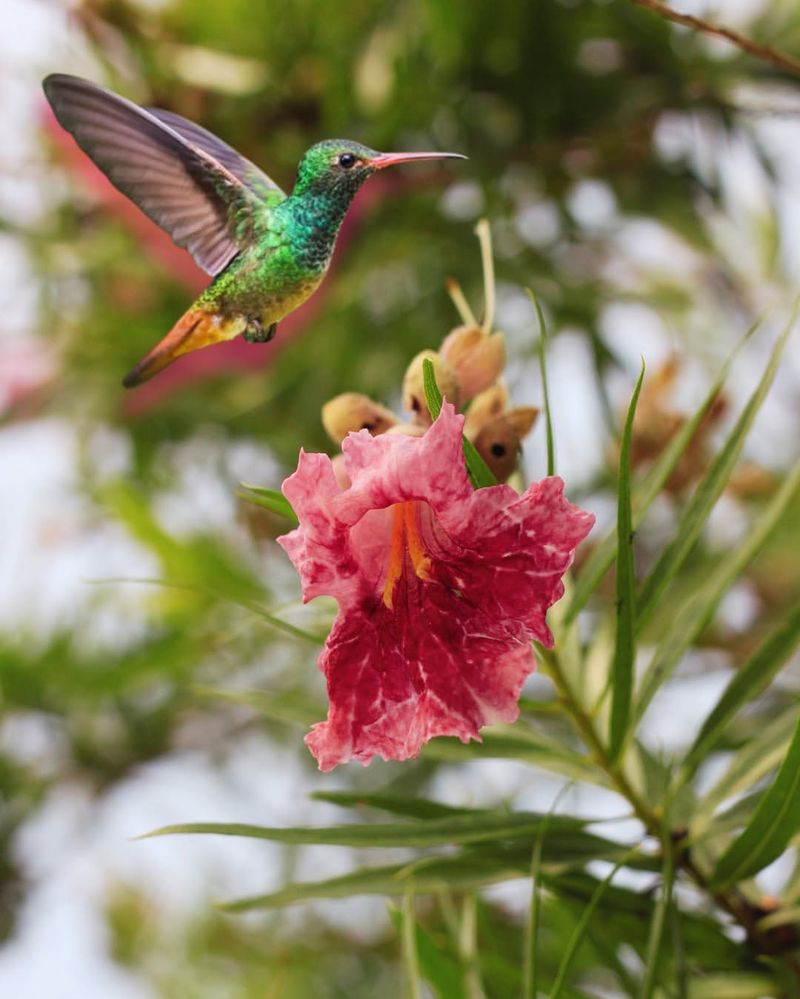 Desert Willow Produces Trumpet Shaped Flowers Hummingbirds Love