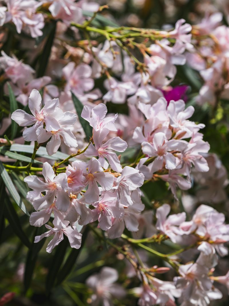 Desert Willow