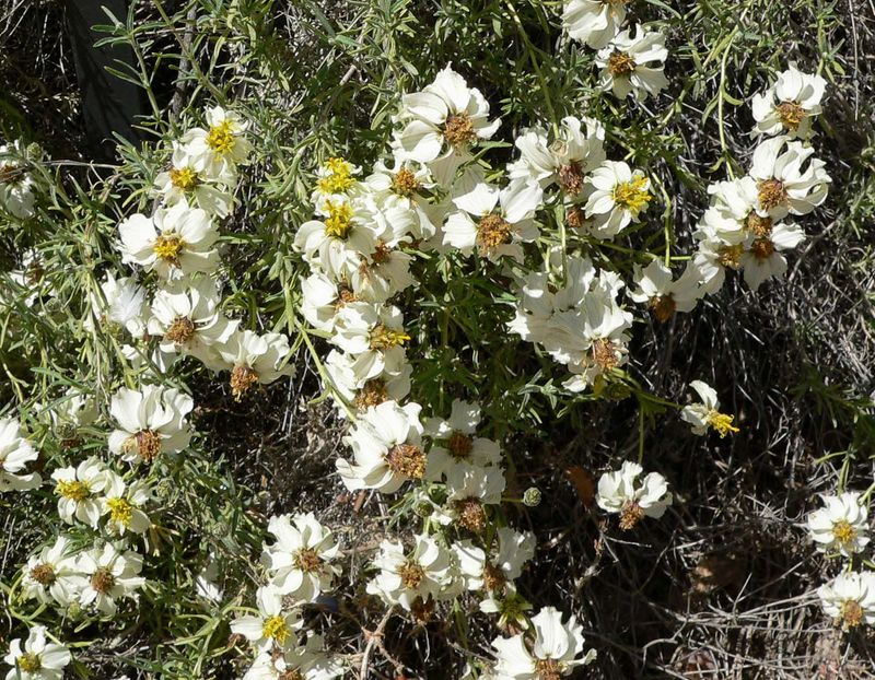 Desert Zinnia Gradually Fills Open Gravel Areas
