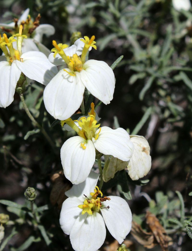 Desert Zinnia Performs Well In Limited Soil Depth