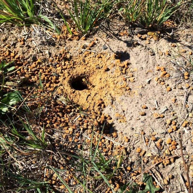Destroyed Insect Nests Or Wasp Holes In The Ground