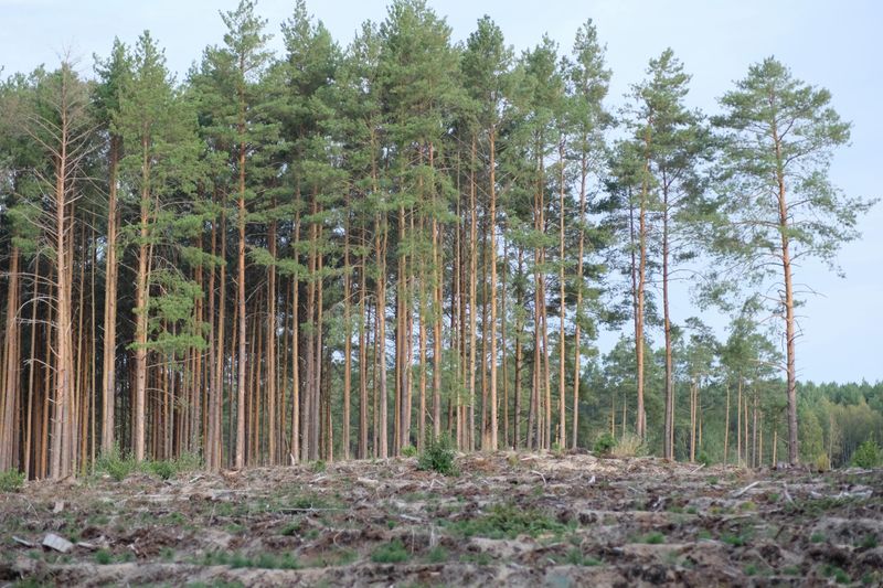 Developers Must File A Forest Stand Delineation Before Construction