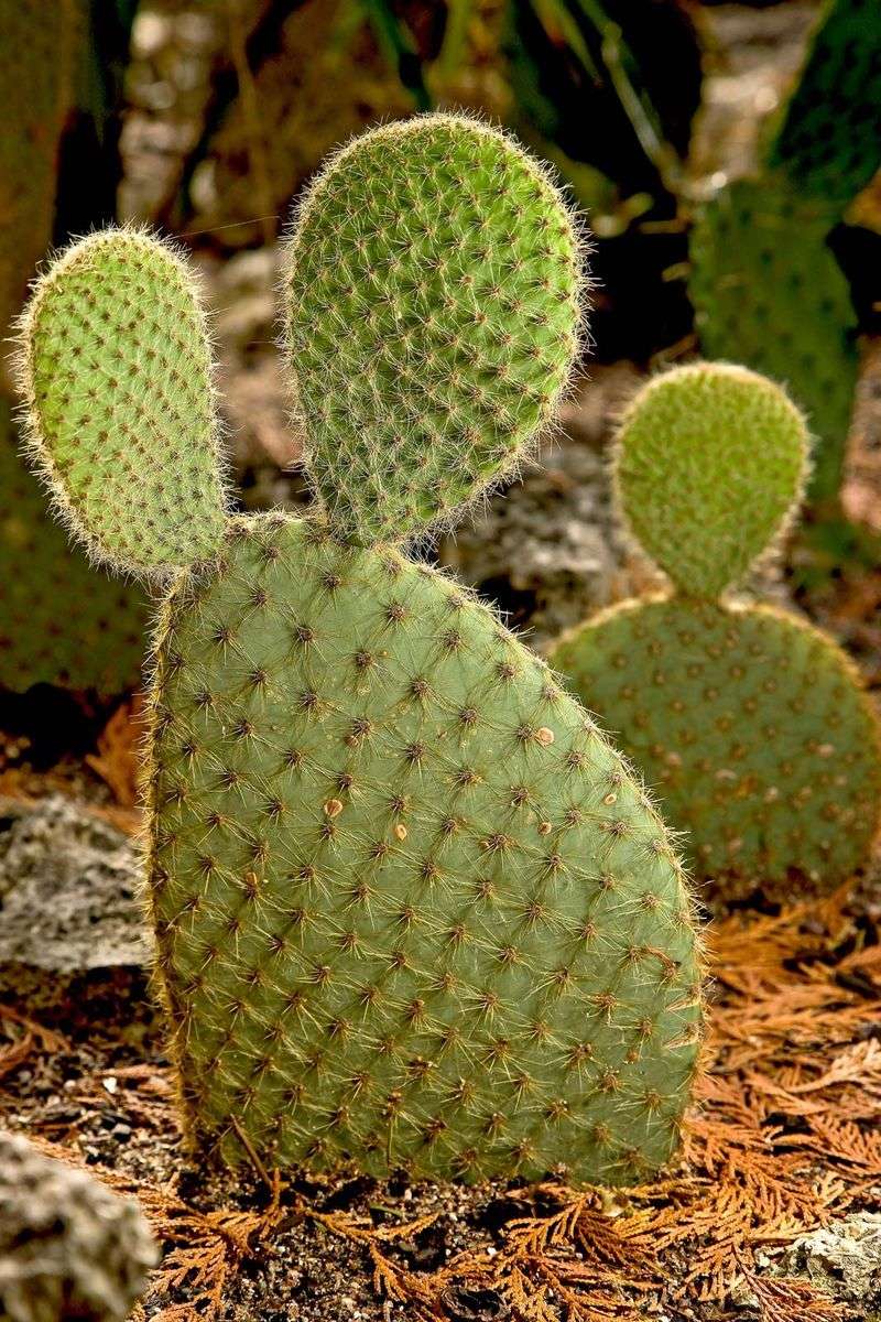 Devil's Tongue (Opuntia Compressa)