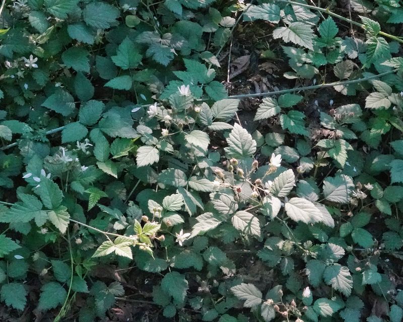 Dewberry