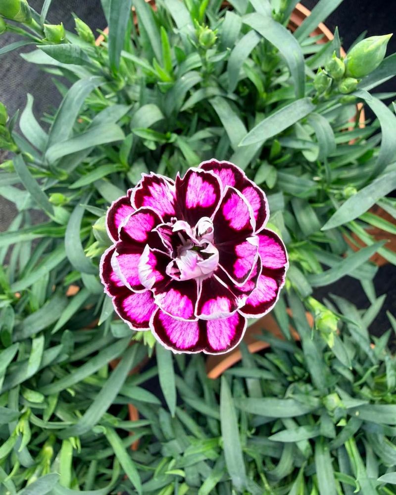 Dianthus