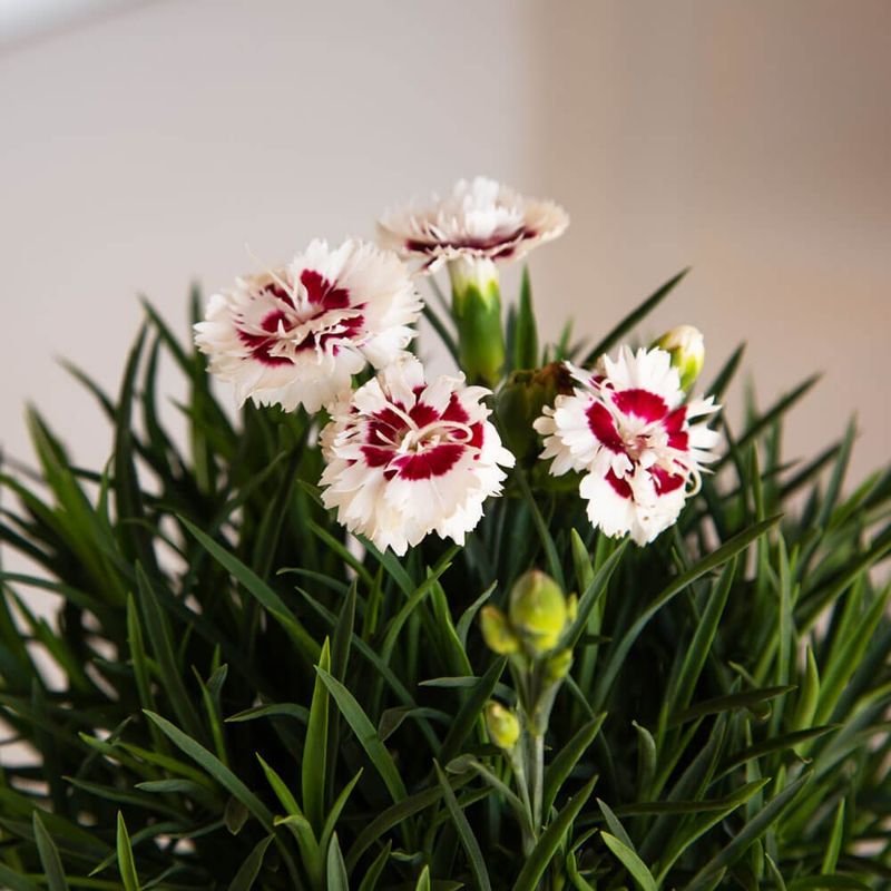 Dianthus Returns With Color And Fragrance