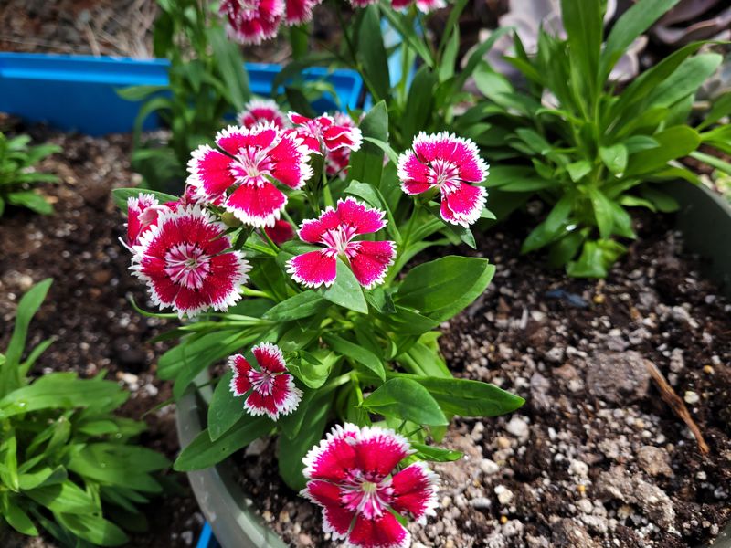 Dianthus Stays Neat In Smaller Containers