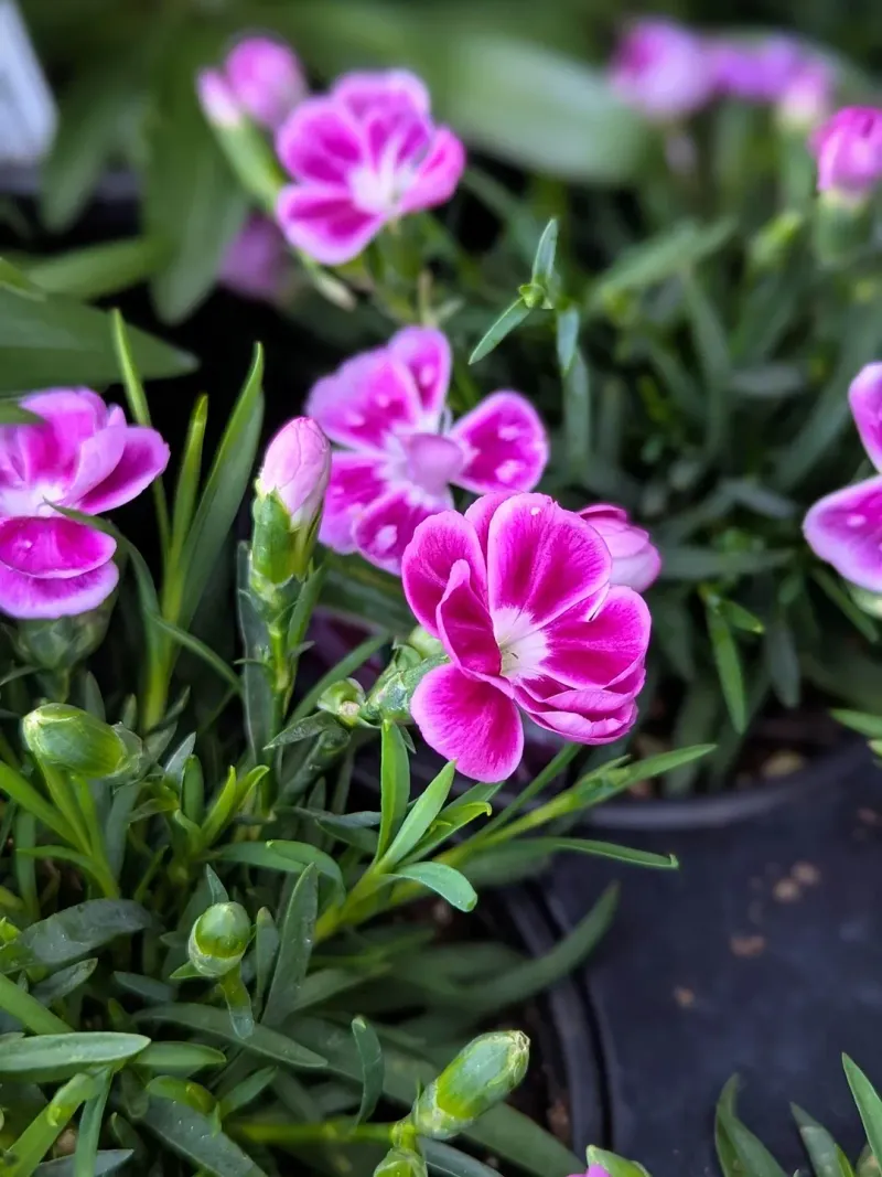 Dianthus