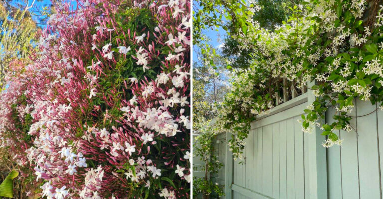 Different Plants Called “Jasmine” And How To Grow Them In California