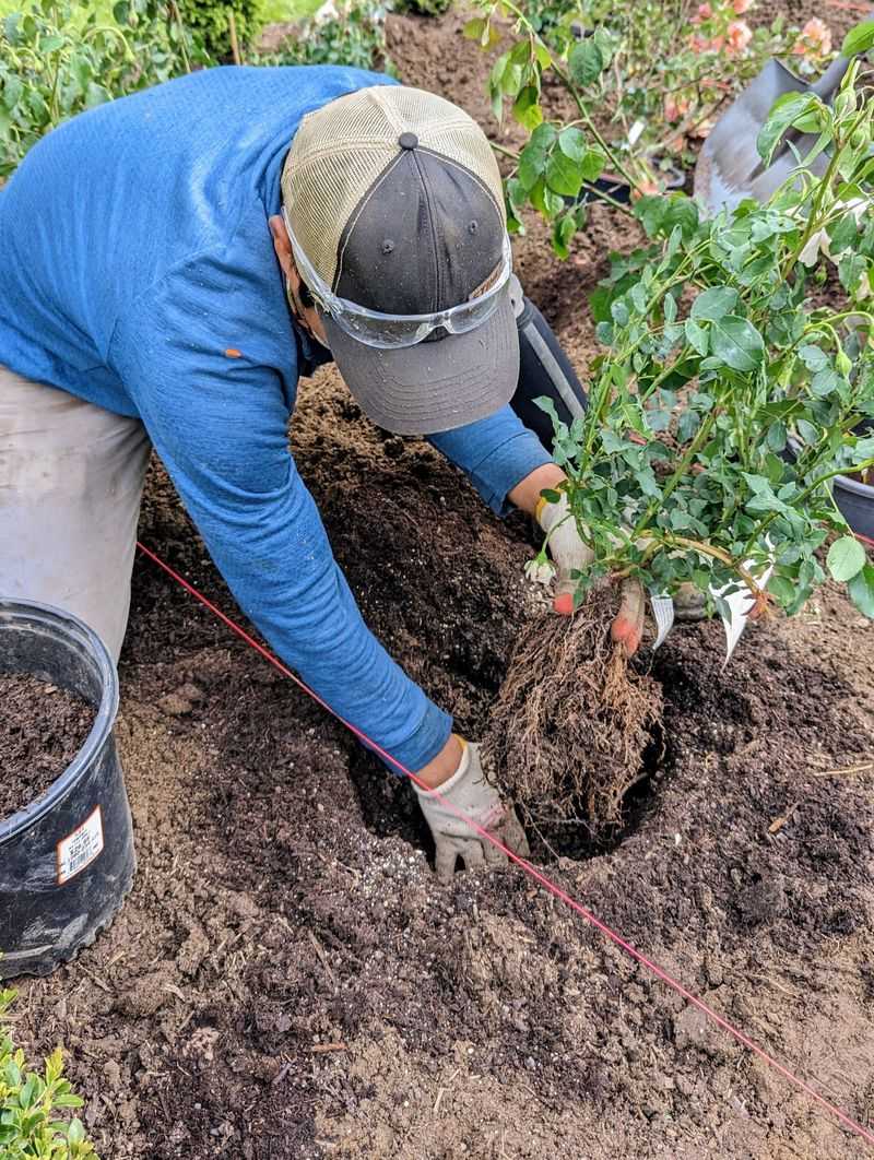 Dig A Wide Planting Hole
