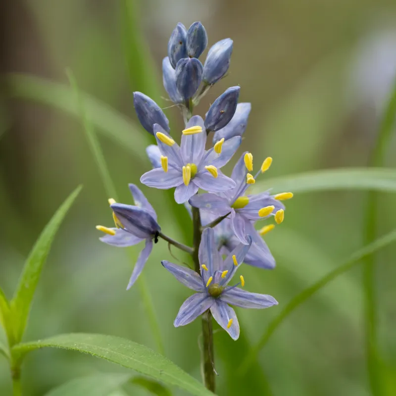 Digging Disturbs Fragile Root Recovery After Blooming