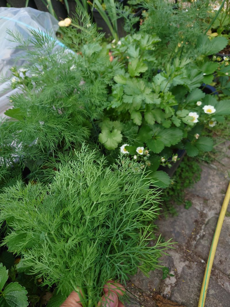 Dill And Cilantro Benefit From Mild Morning Temperatures