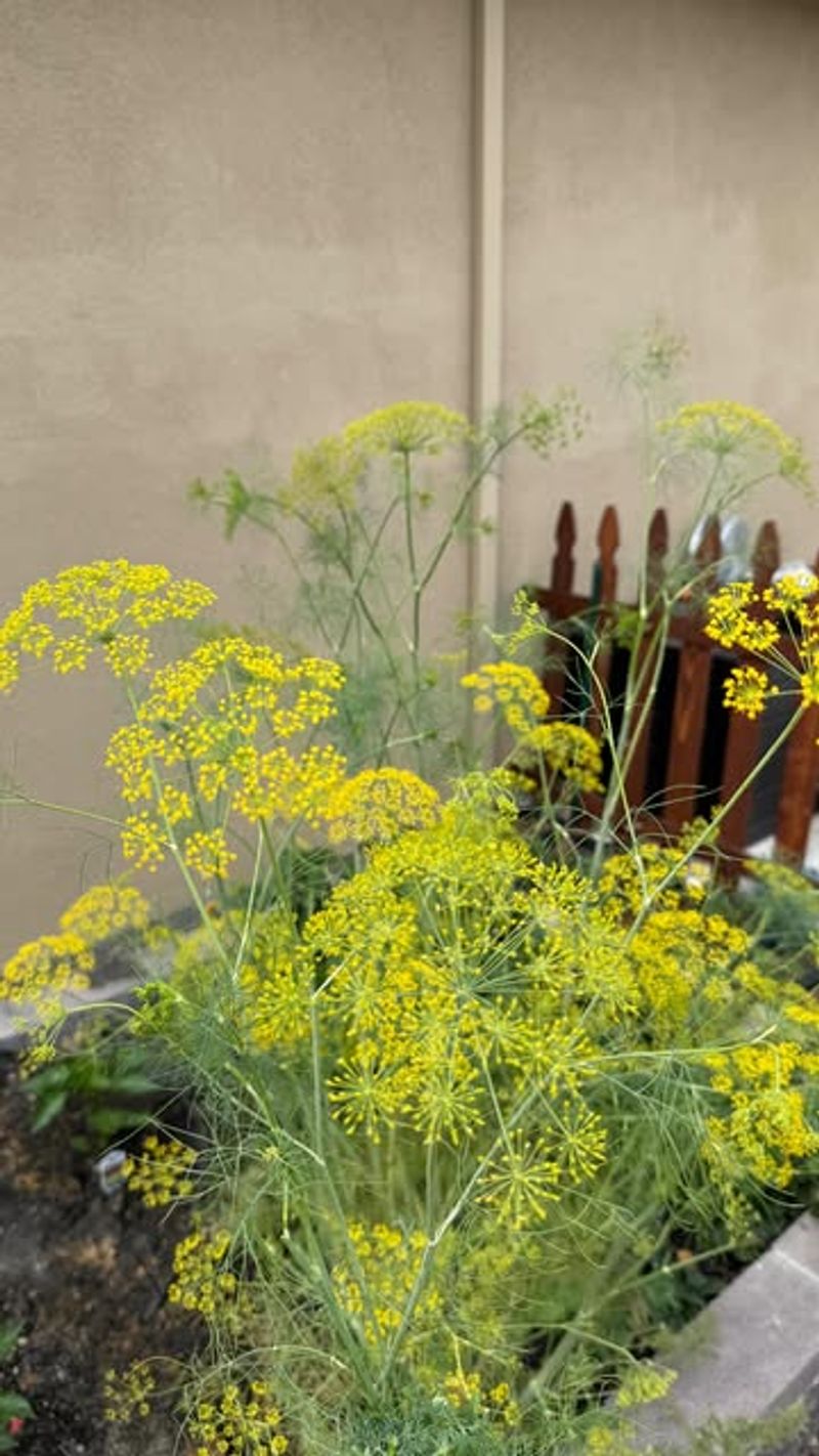 Dill Attracts Beneficial Insects Around Flowering Cucumbers