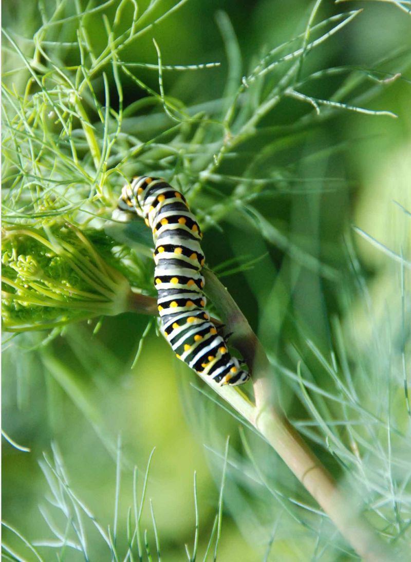 Dill Brings Beneficial Insects To The Garden