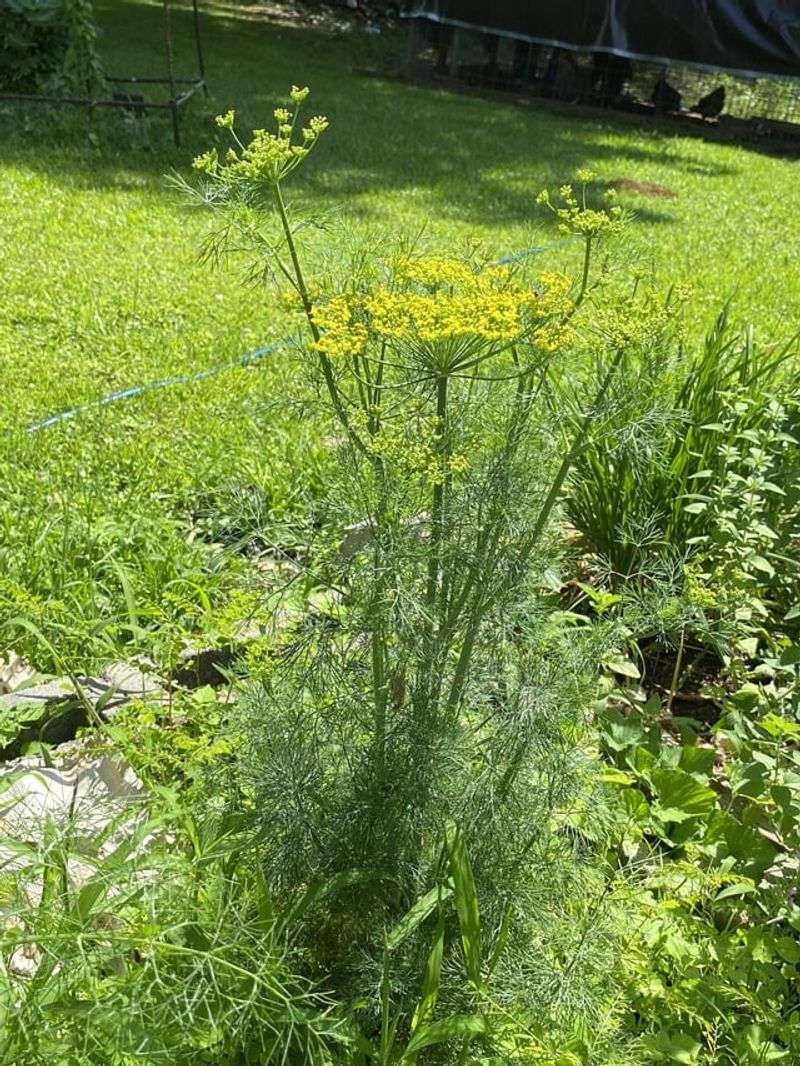 Dill Can Shade Rosemary As It Grows Tall Dill Can Shade Rosemary As It Grows Tall