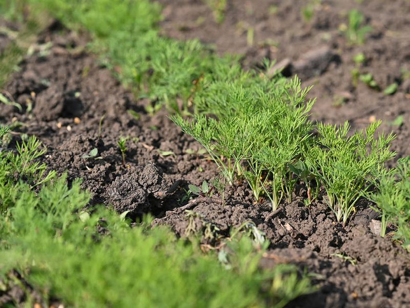 Dill Develops A Sensitive Taproot