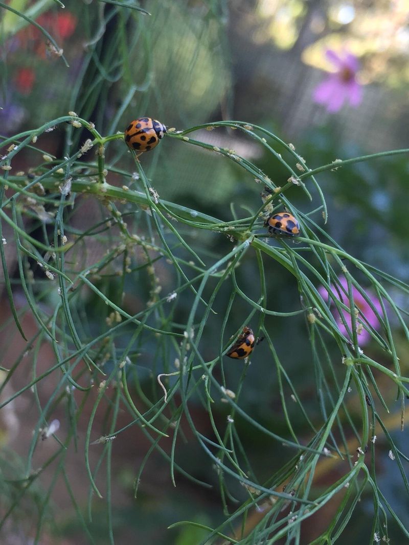 Dill Flowers Feed Adult Ladybugs Between Aphid Hunts