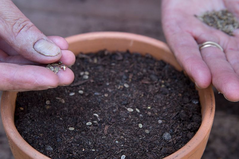 Dill Germinates Easily In Cool Michigan Conditions