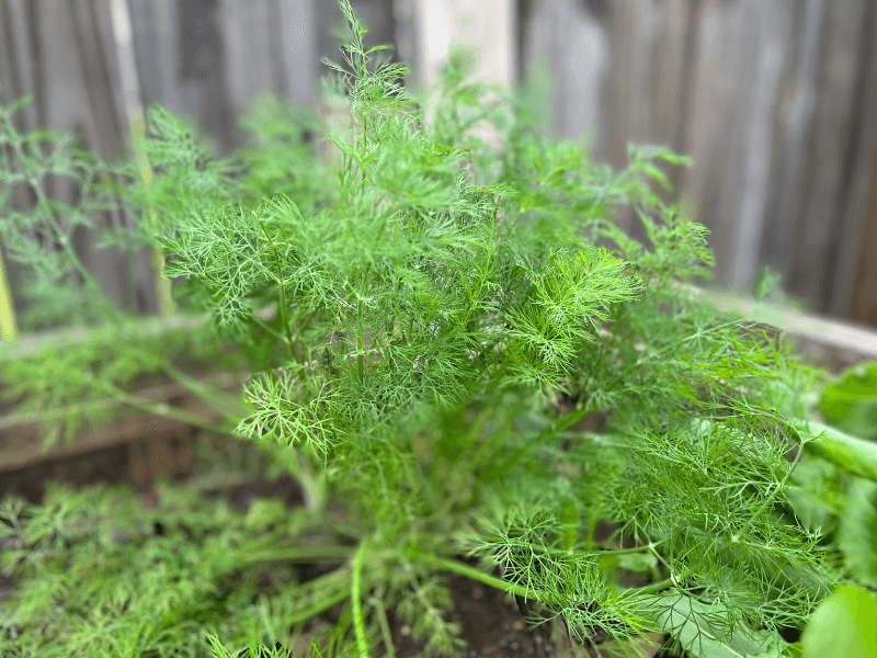 Dill Needs Space For Tall Leafy Growth