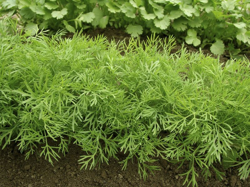 Dill Supports Beneficial Insects When Planted Away From Tomato Stems