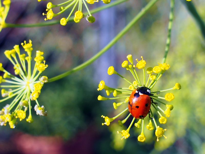 Dill Umbels Provide Food For Adult Ladybugs