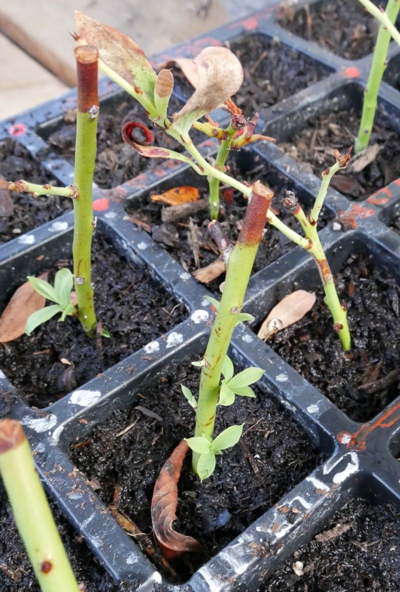 Dip Stem Ends In Rooting Hormone For Faster Results