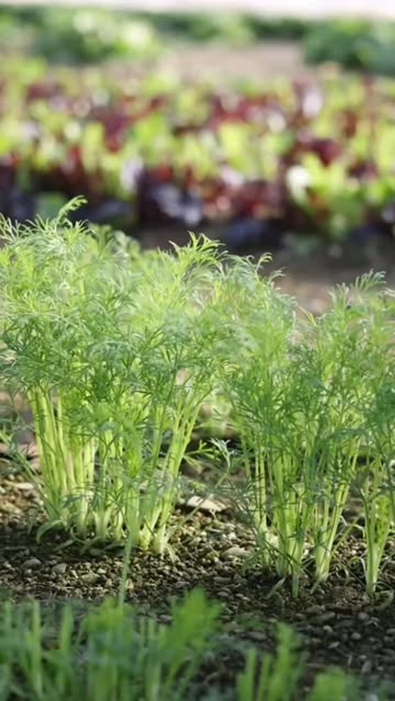 Direct Sowing Produces Stronger Plants