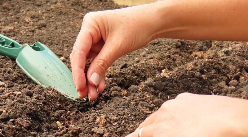 Direct Sowing Zinnias Often Works Better Than Starting Them Indoors
