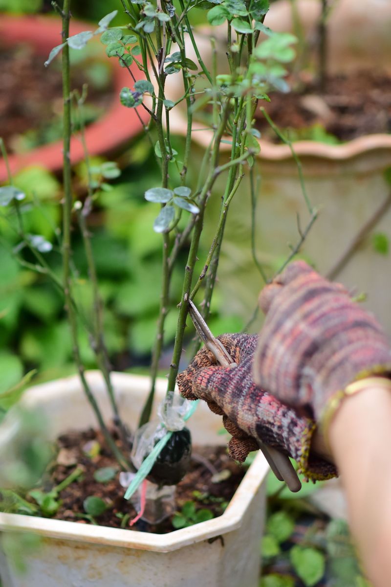 Disbud Side Buds If You Want Fewer, Larger Blooms Disbud Side Buds If You Want Fewer, Larger Blooms