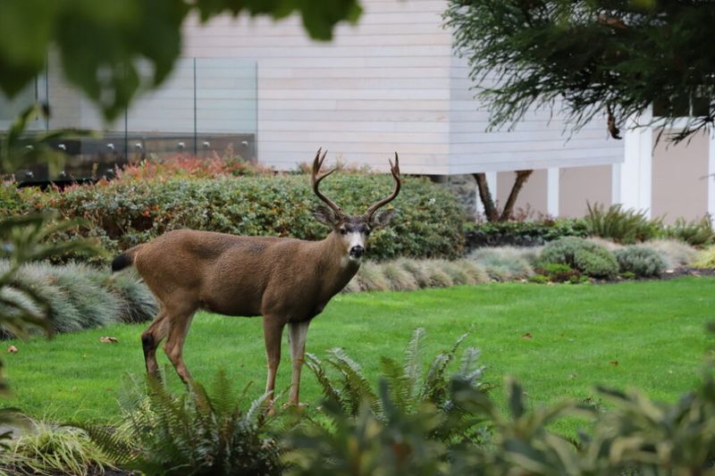 Discourage Deer From Entering The Yard